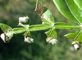 Sumac Leaf-rolling Weevil